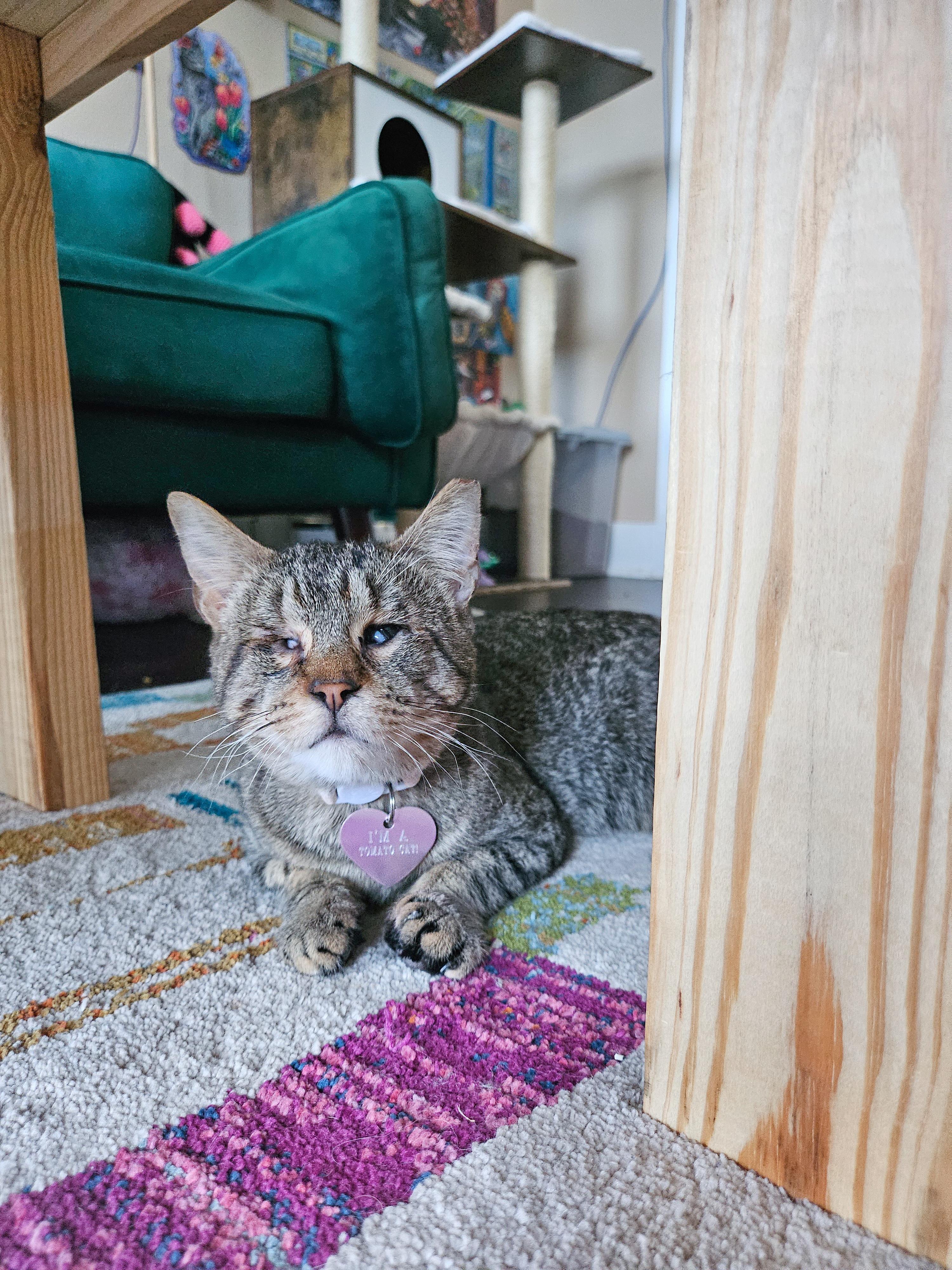 Enlarge Sopapilla, Vision Impaired, an adopted Tabby in New Orleans, LA image 3/5