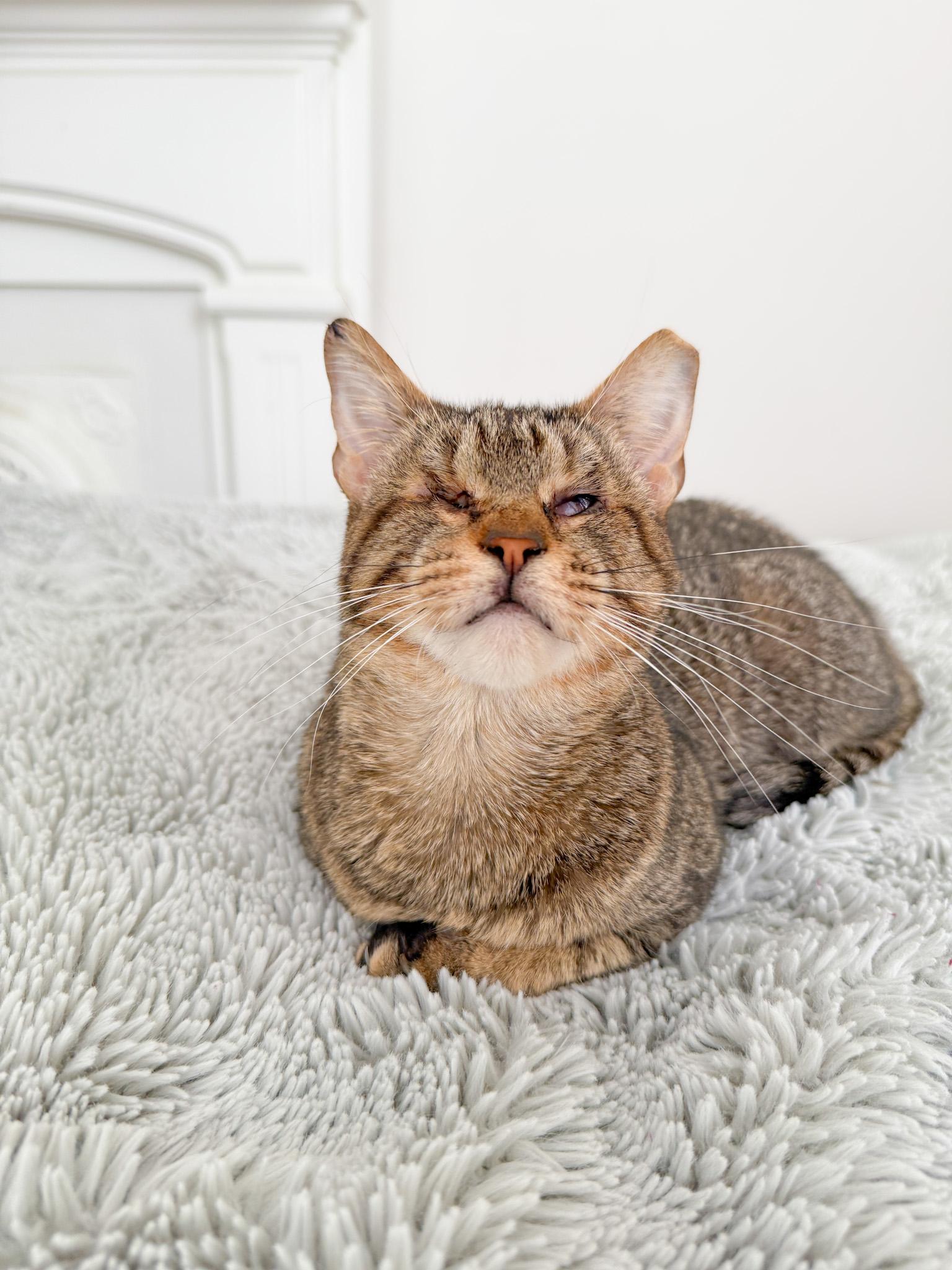 Enlarge Sopapilla, Vision Impaired, an adopted Tabby in New Orleans, LA image 1/5