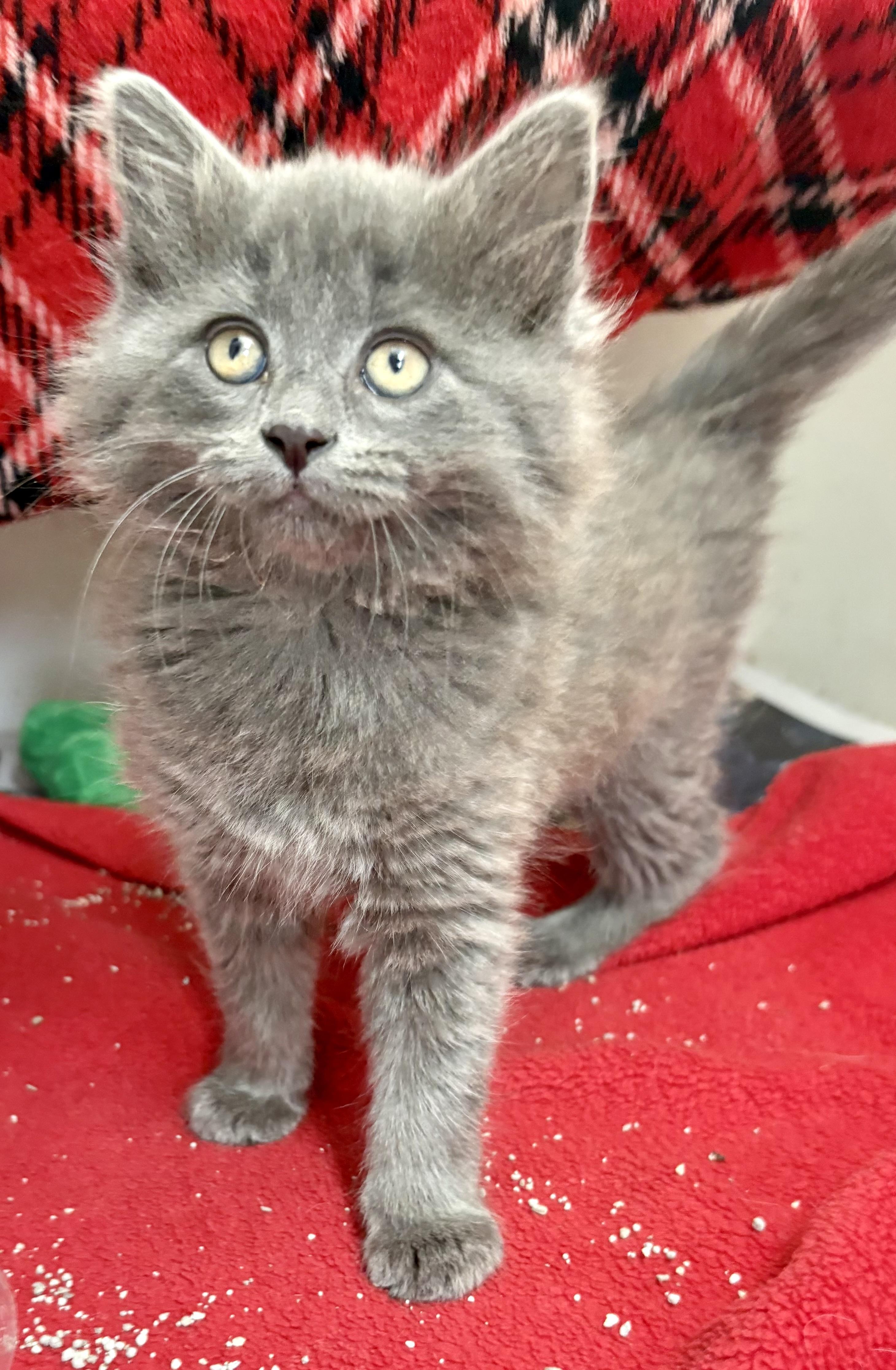 Enlarge Silver, a ADOPTABLE mixed breed in Charles City, IA image 3/3