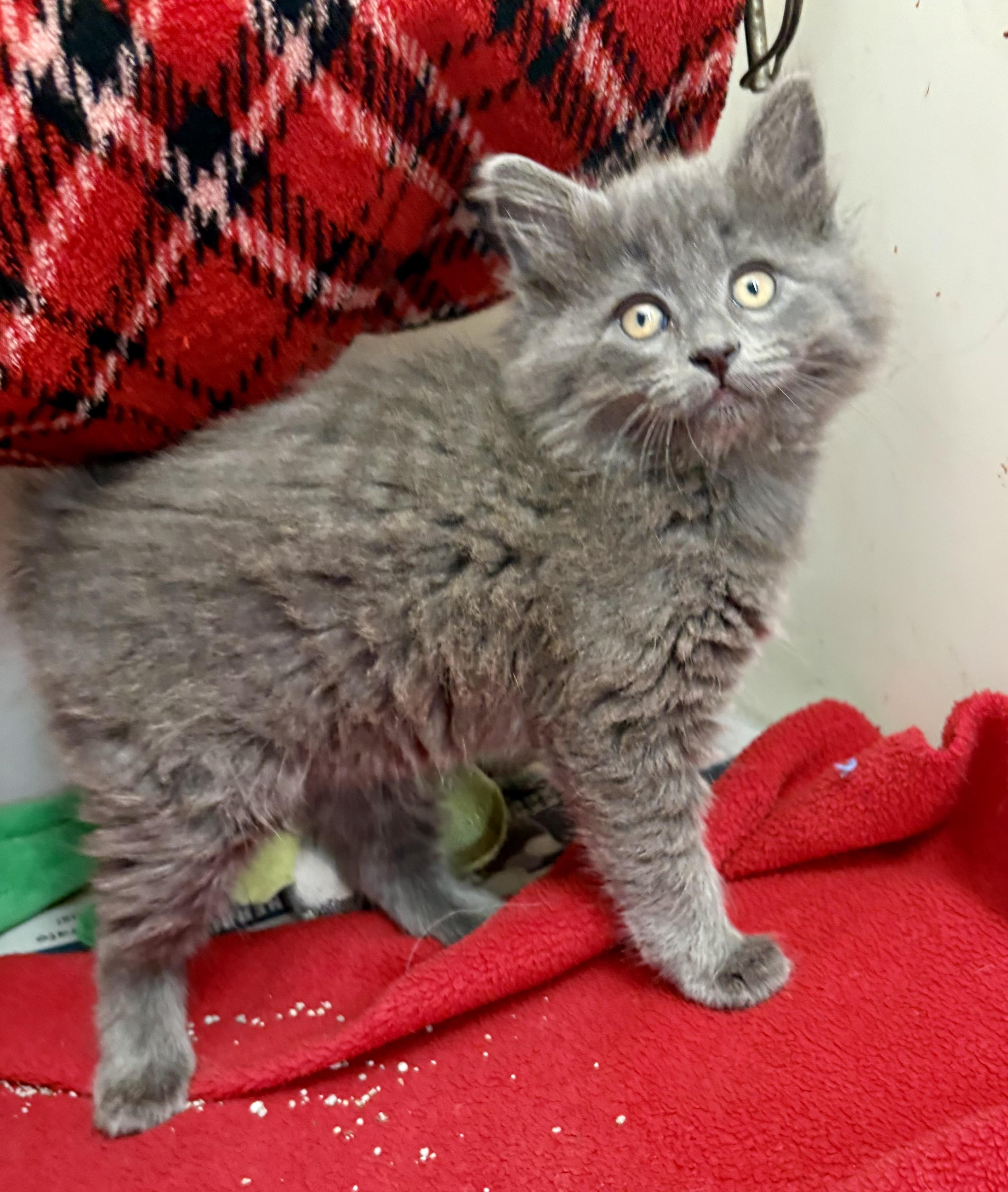 Silver, ADOPTABLE, Kitten Female Domestic Long Hair.