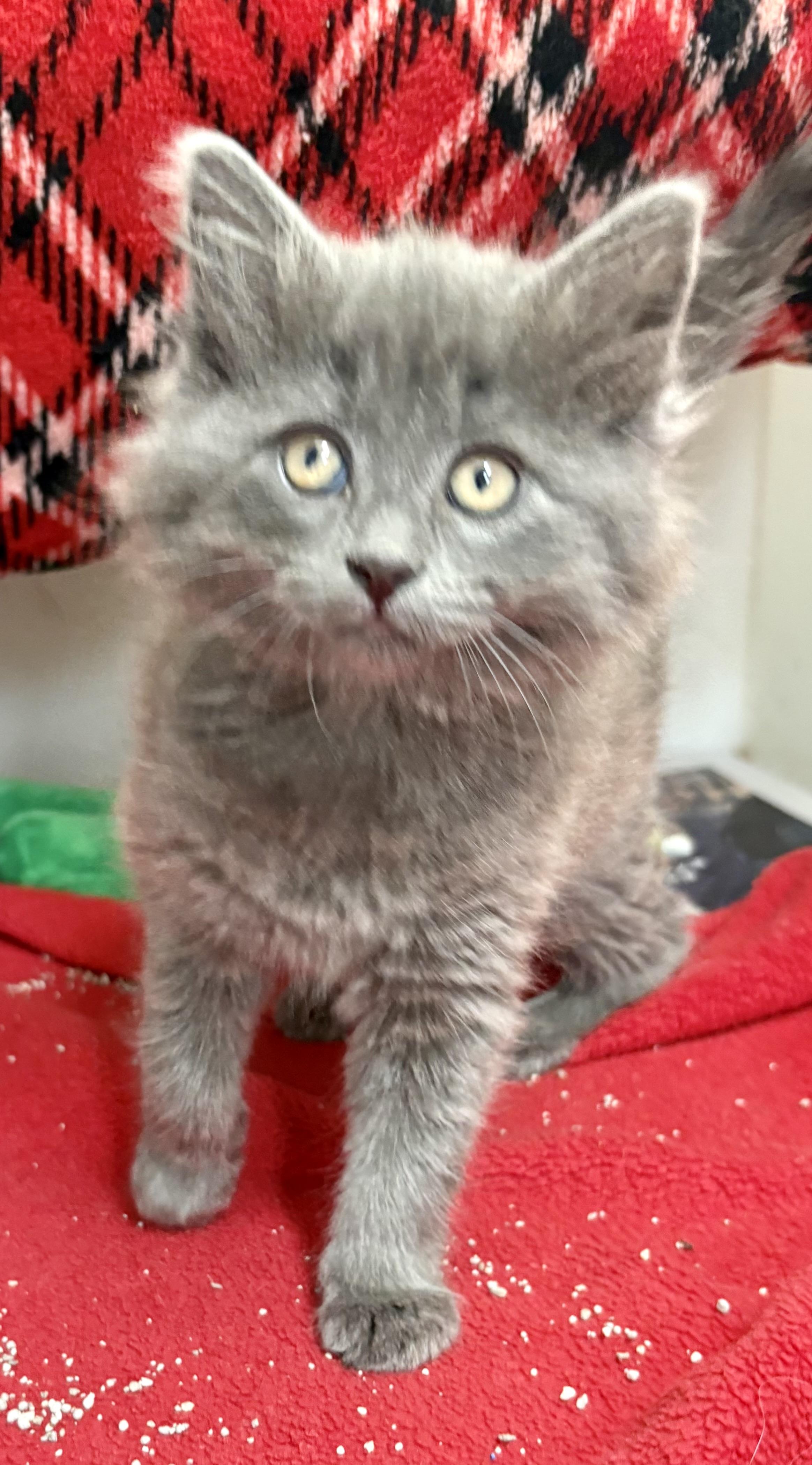 Enlarge Silver, a ADOPTABLE mixed breed in Charles City, IA image 2/3
