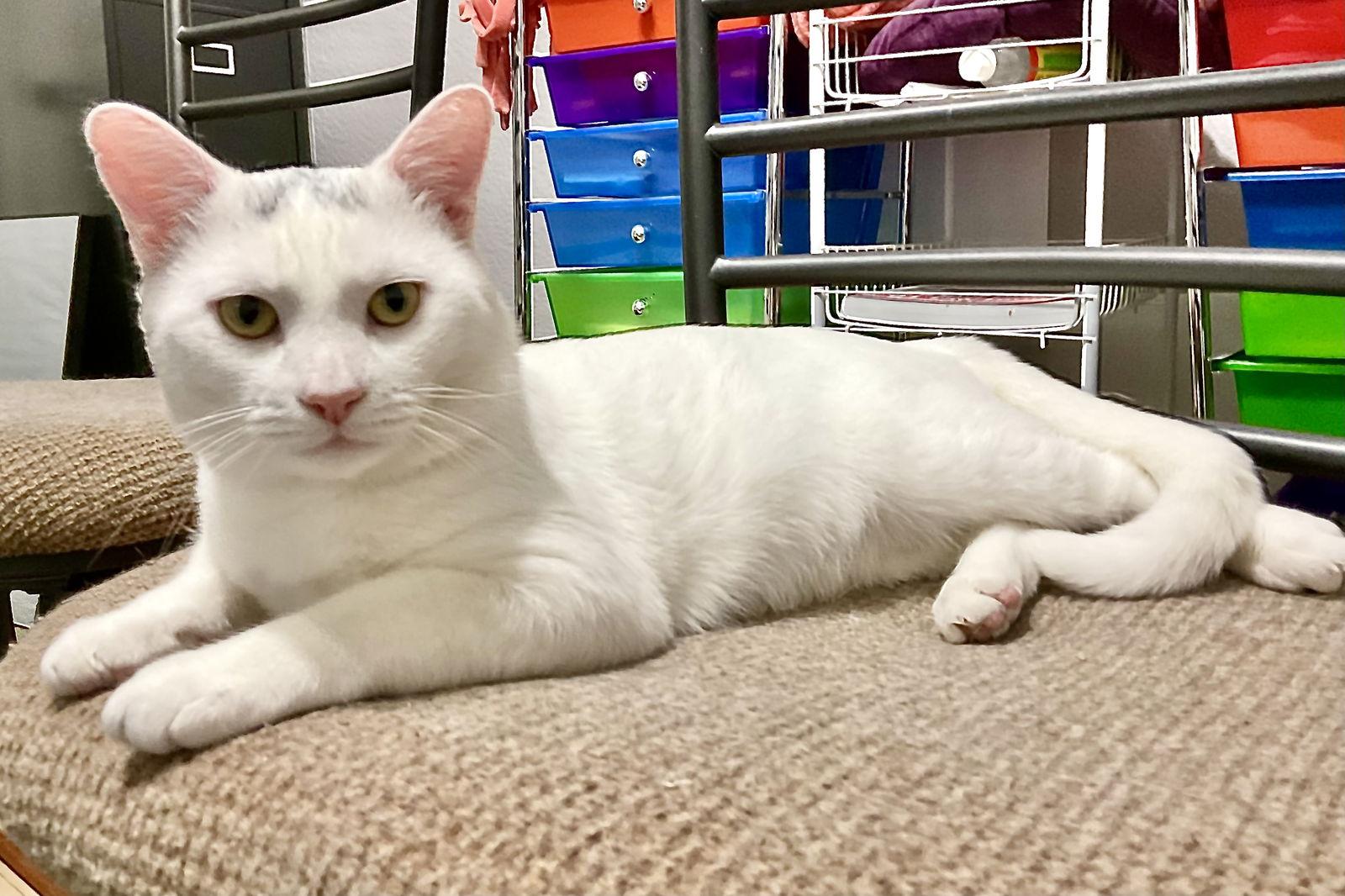 Enlarge Gregory, a Adoptable Domestic Short Hair in Arlington, TX image 1/3