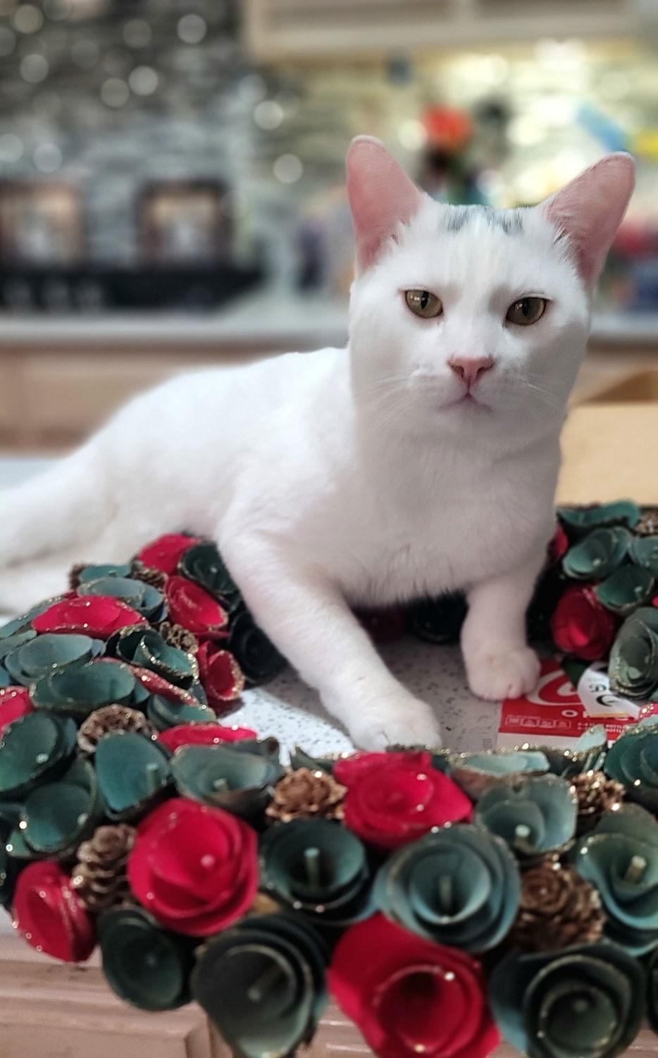 Gregory, Adoptable, Adult Male Domestic Short Hair.