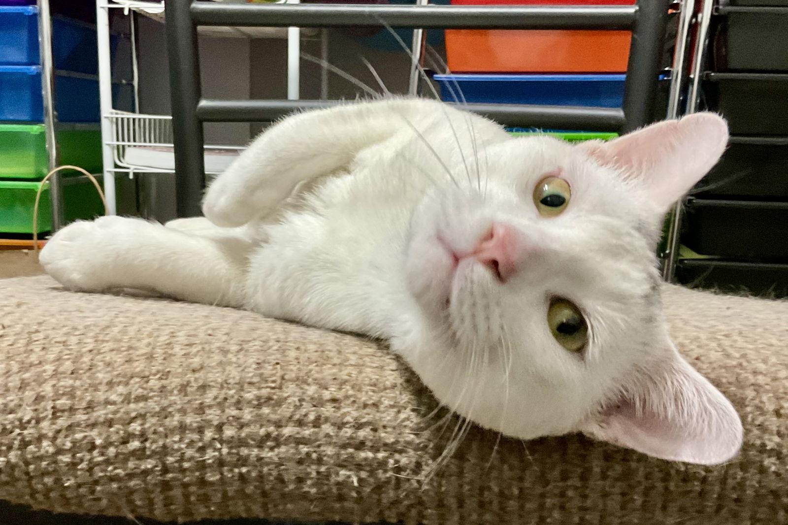 Gregory, a Adoptable Domestic Short Hair in Arlington, TX image 2/3