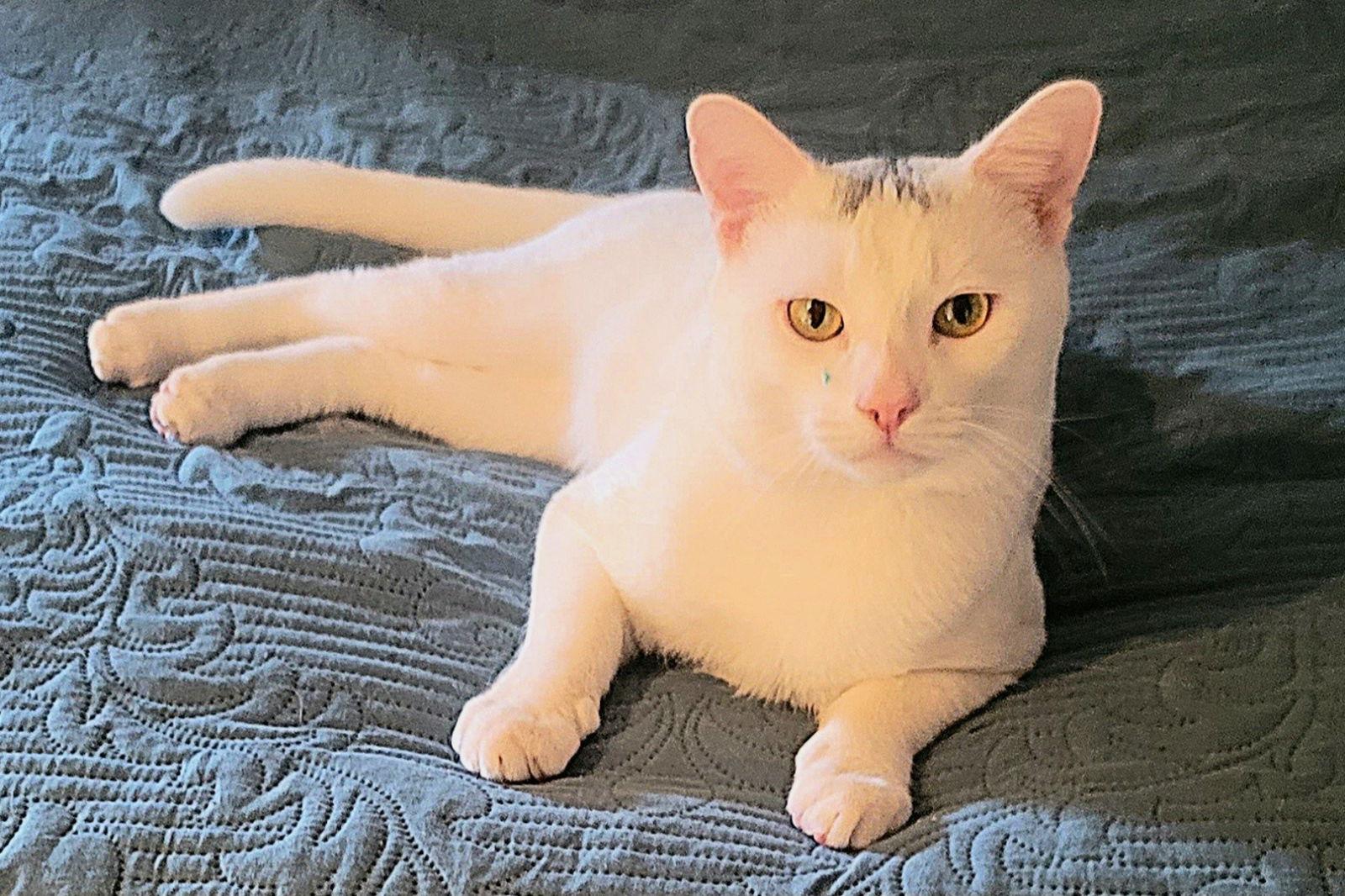 Enlarge Gregory, a Adoptable Domestic Short Hair in Arlington, TX image 2/3