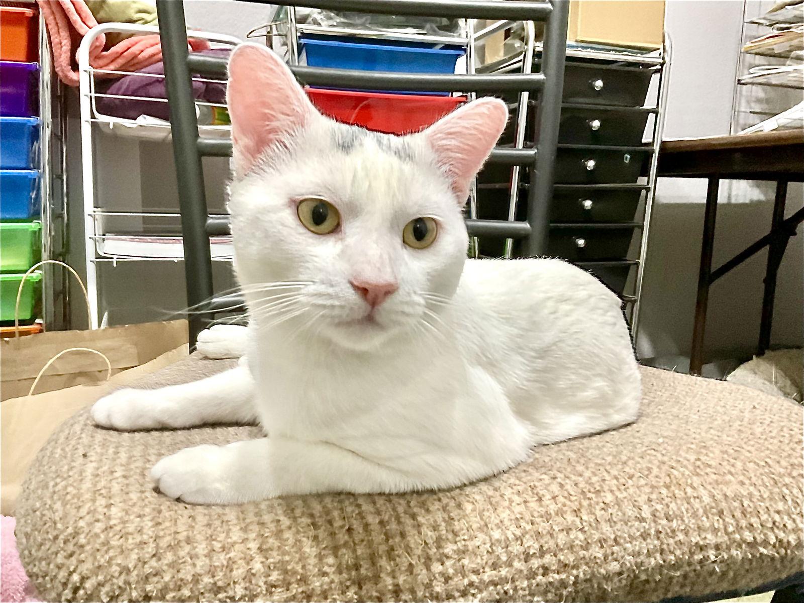 Enlarge Gregory, a Adoptable Domestic Short Hair in Arlington, TX image 3/3