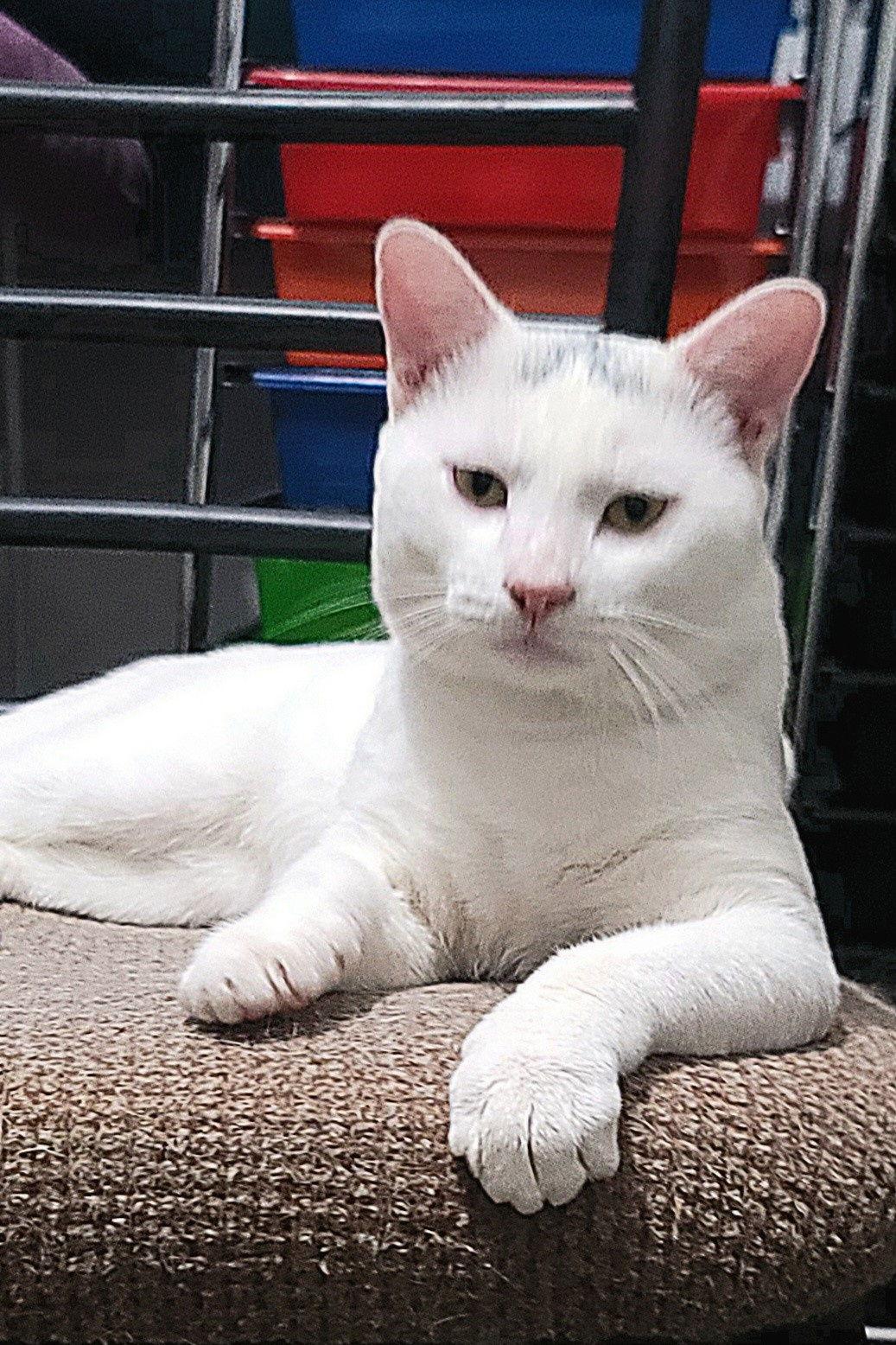 Enlarge Gregory, a Adoptable Domestic Short Hair in Arlington, TX image 3/3