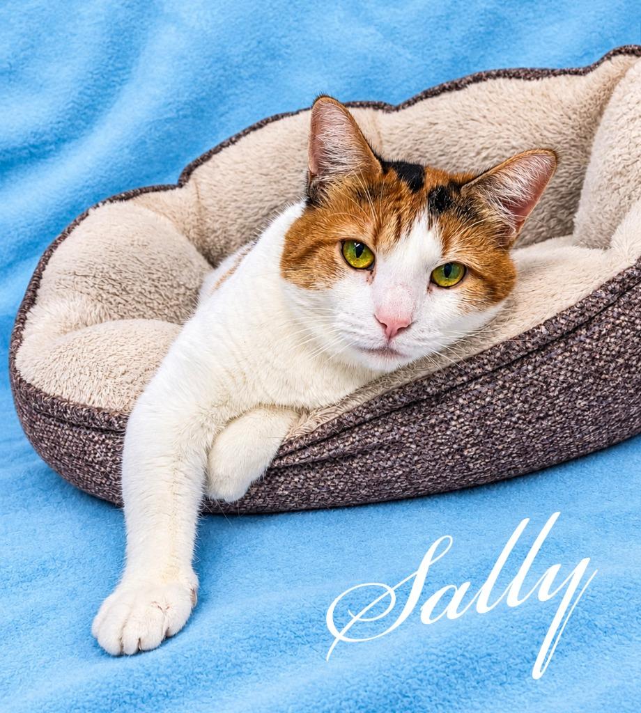 Enlarge Sally, a Adoptable mixed breed in Gold Beach, OR image 1/2