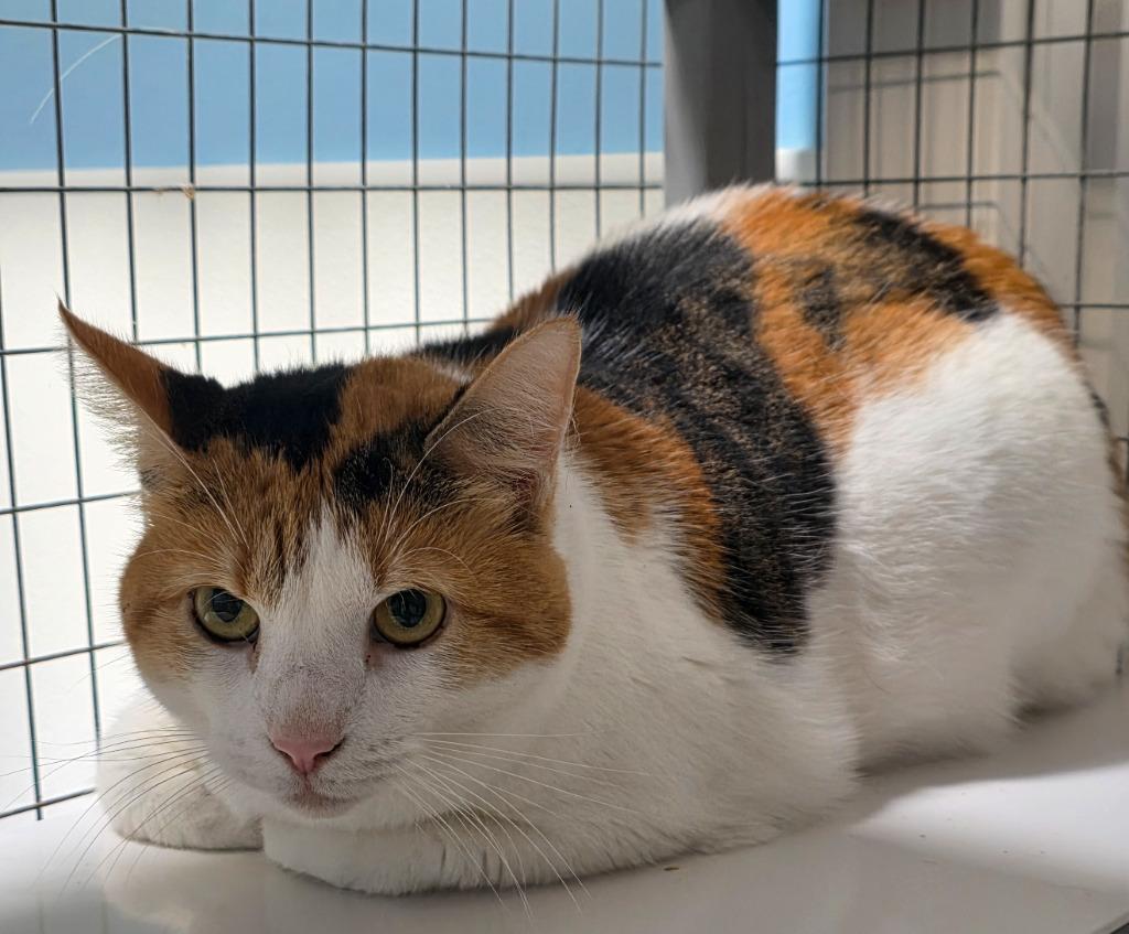 Enlarge Sally, a Adoptable mixed breed in Gold Beach, OR image 2/2