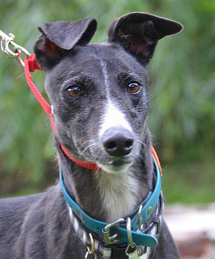 Enlarge Bonnie, a Adoptable Greyhound in Minneapolis, MN image 2/3