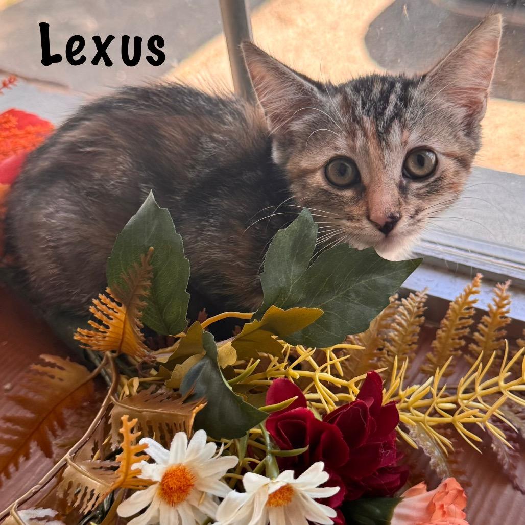 Lexus, Adopted, Kitten Female Domestic Short Hair.