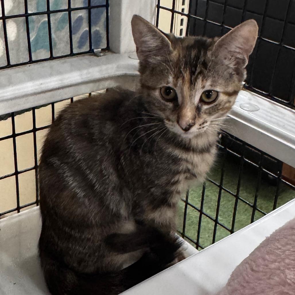 Enlarge Lexus, a Adopted Domestic Short Hair in TITUSVILLE, FL image 2/3