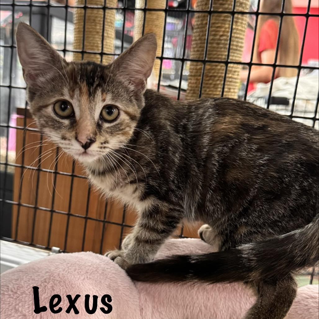 Enlarge Lexus, a Adopted Domestic Short Hair in TITUSVILLE, FL image 3/3