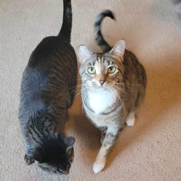 Enlarge Gigi and Bella (paired only), a Adoptable mixed breed in Steilacoom, WA image 8/8