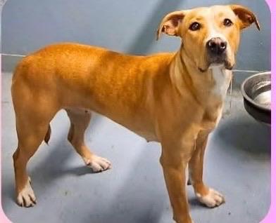 Daisy May, ADOPTABLE, Adult Female Mixed Breed.