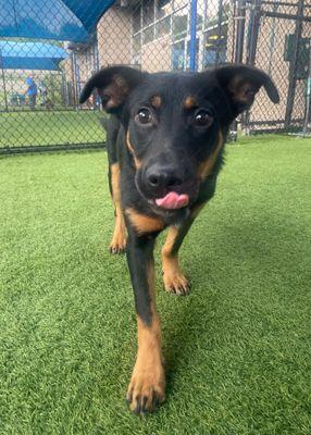 JOKER — thumbnail 2