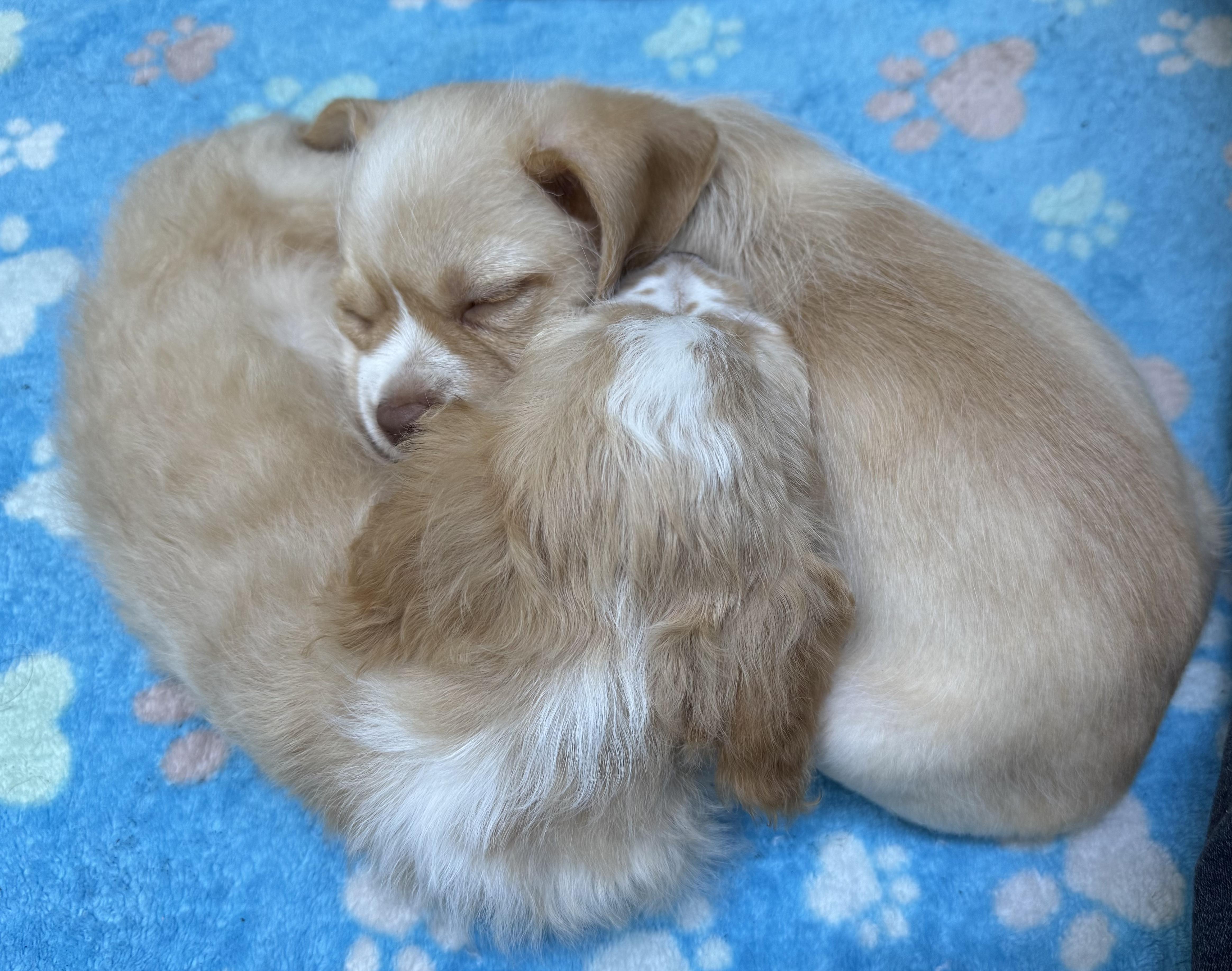 Enlarge Brie (Lil Wedges Litter), an adopted mixed breed in Redwood City, CA image 6/6
