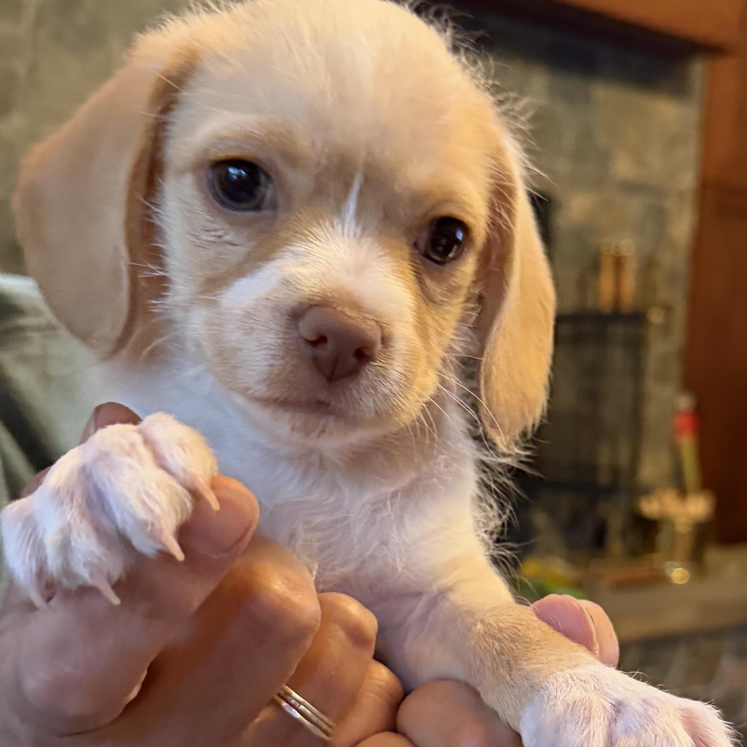 Brie (Lil Wedges Litter), adopted, Puppy Male Terrier & Mixed Breed.