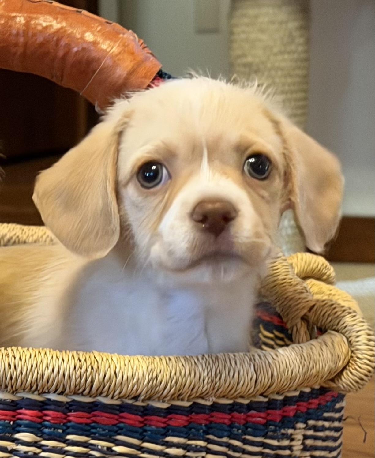 Enlarge Brie (Lil Wedges Litter), an adopted mixed breed in Redwood City, CA image 2/6