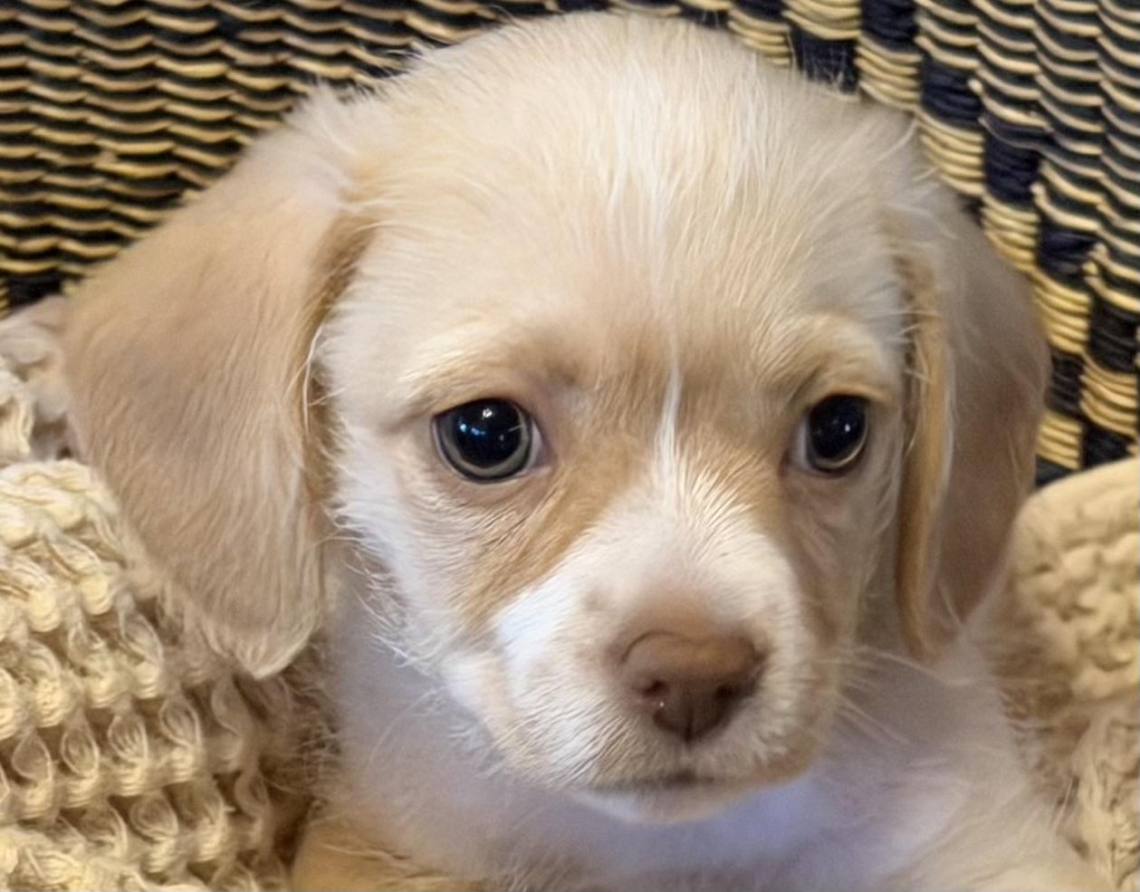 Enlarge Brie (Lil Wedges Litter), an adopted mixed breed in Redwood City, CA image 3/6