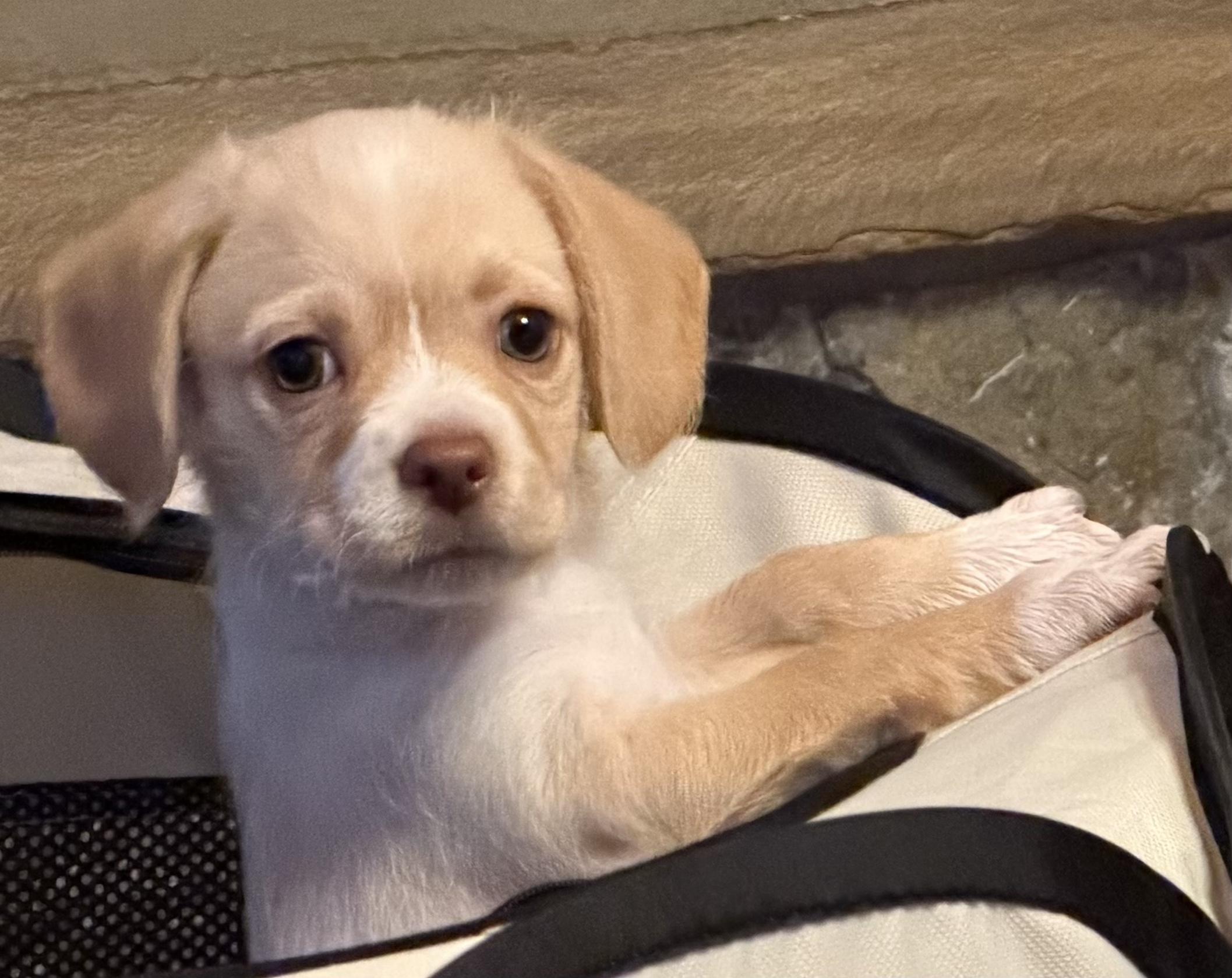 Enlarge Brie (Lil Wedges Litter), an adopted mixed breed in Redwood City, CA image 4/6