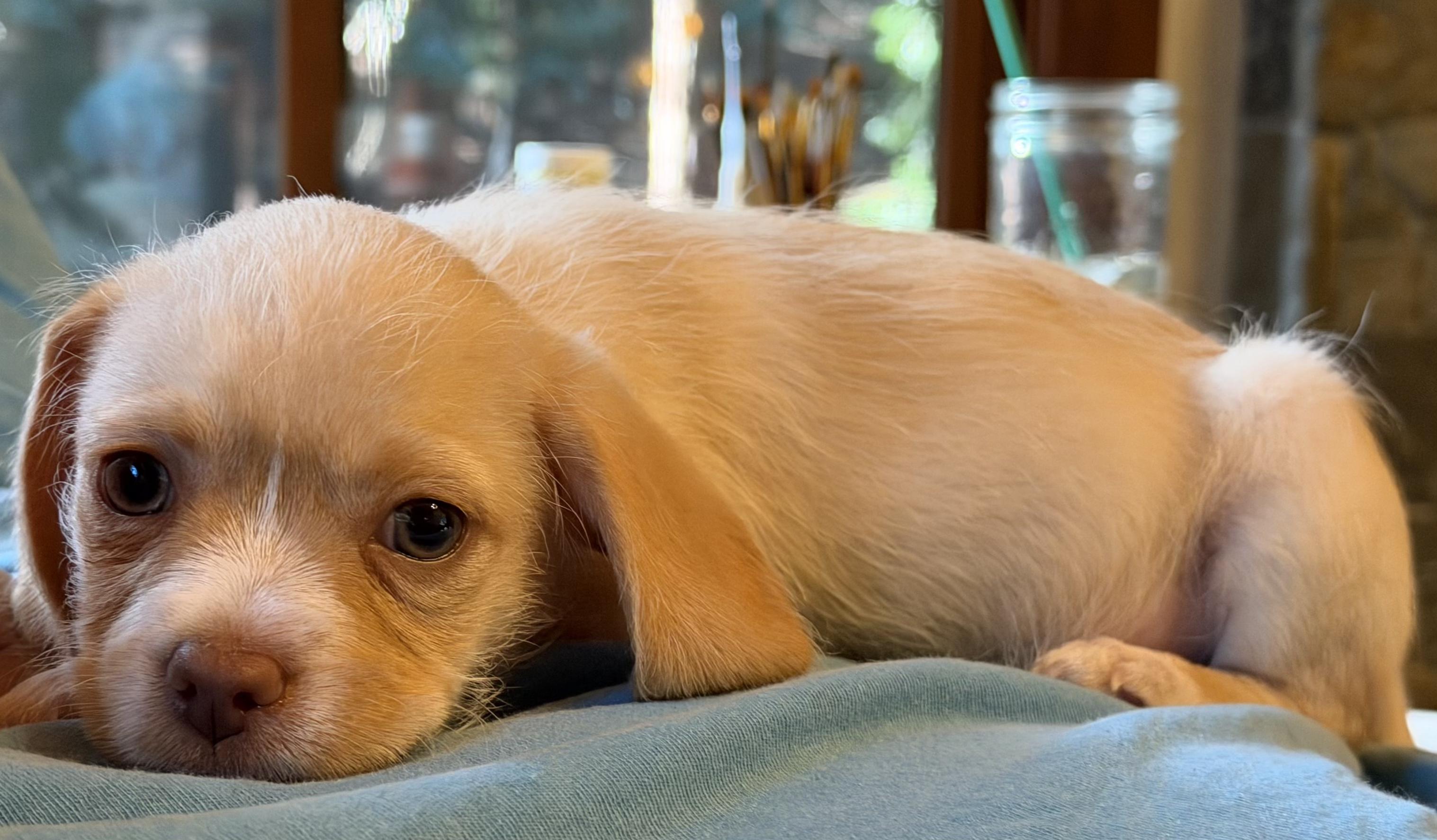 Enlarge Brie (Lil Wedges Litter), an adopted mixed breed in Redwood City, CA image 5/6