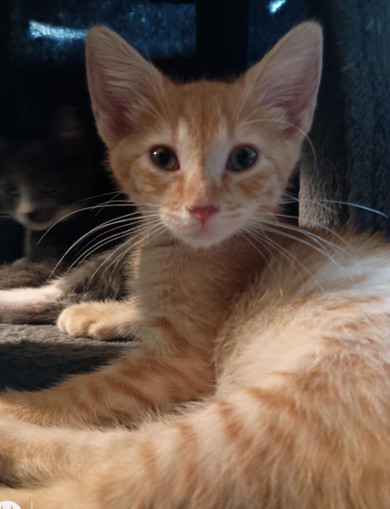 Henna26, Adoptable, Kitten Female Domestic Short Hair.