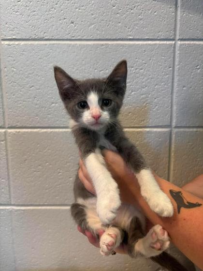 Comet, a Adoptable mixed breed in Paducah, KY image 1/2