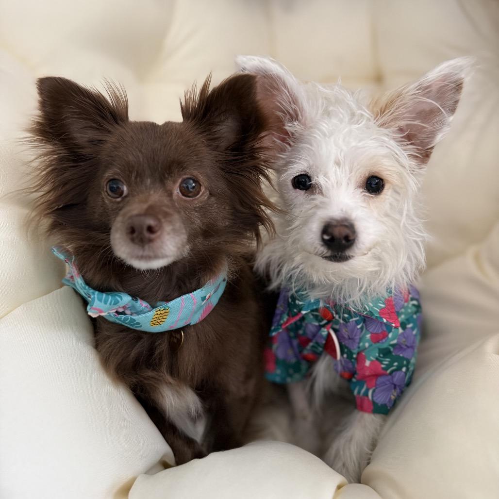 Layup, Adoptable, Young Male Maltese & West Highland White Terrier / Westie.