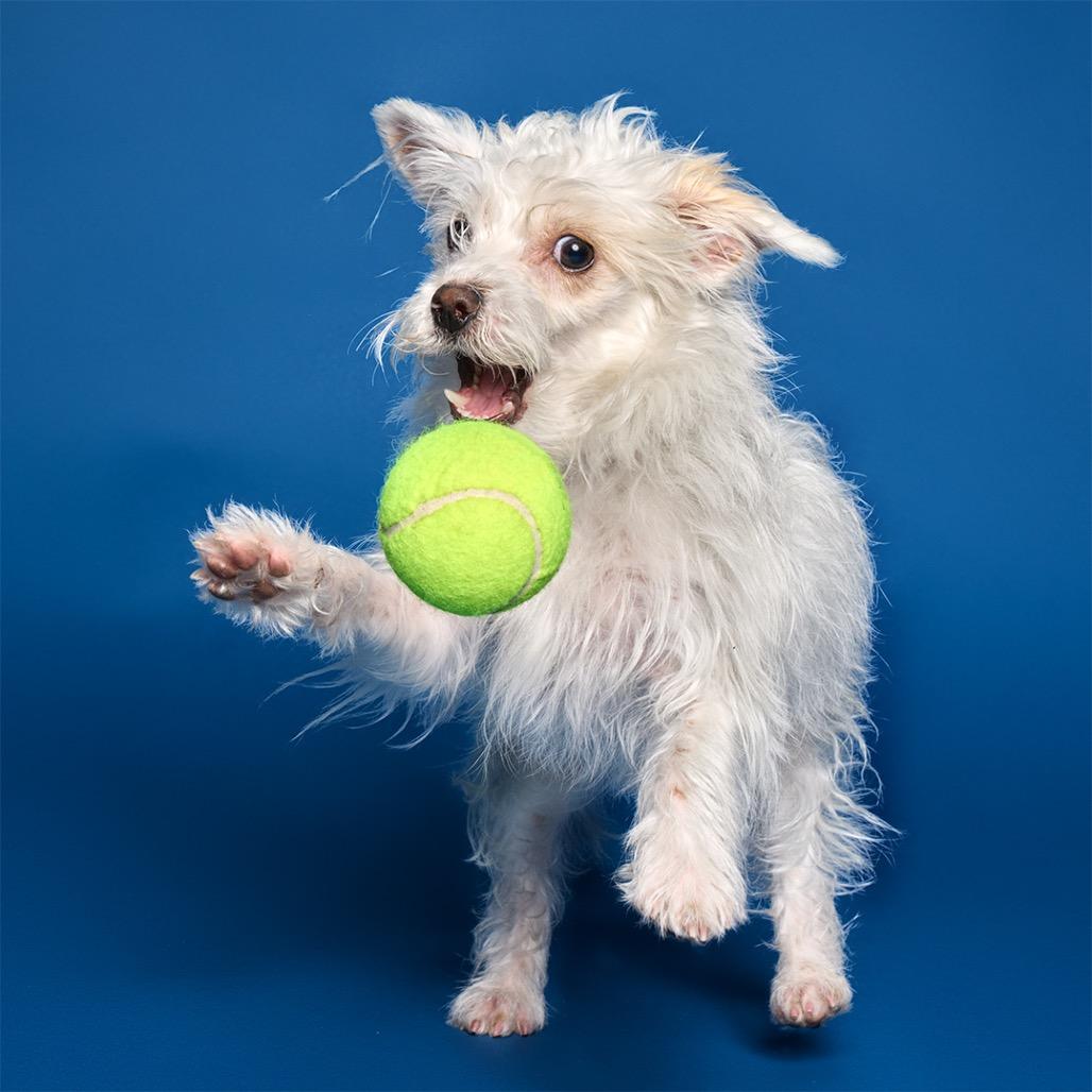 Enlarge Layup, a Adoptable mixed breed in Los Angeles, CA image 4/6