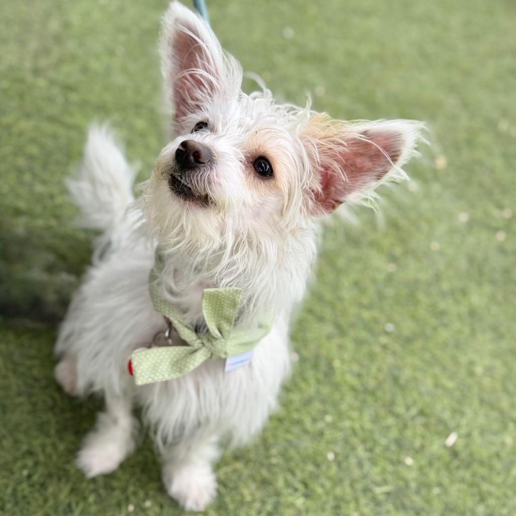 Layup, a Adoptable mixed breed in Los Angeles, CA image 2/6