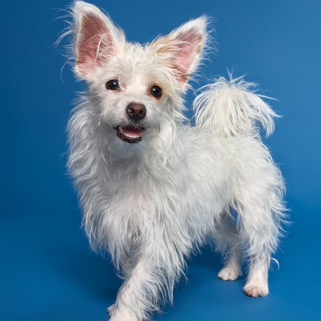 Layup, Adoptable, Young Male Maltese & West Highland White Terrier / Westie.