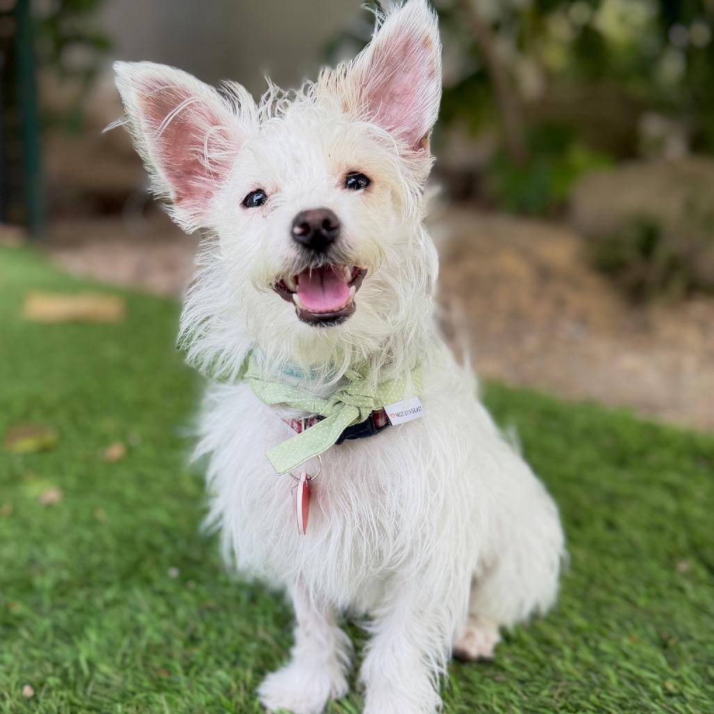 Layup, a Adoptable mixed breed in Los Angeles, CA image 3/6