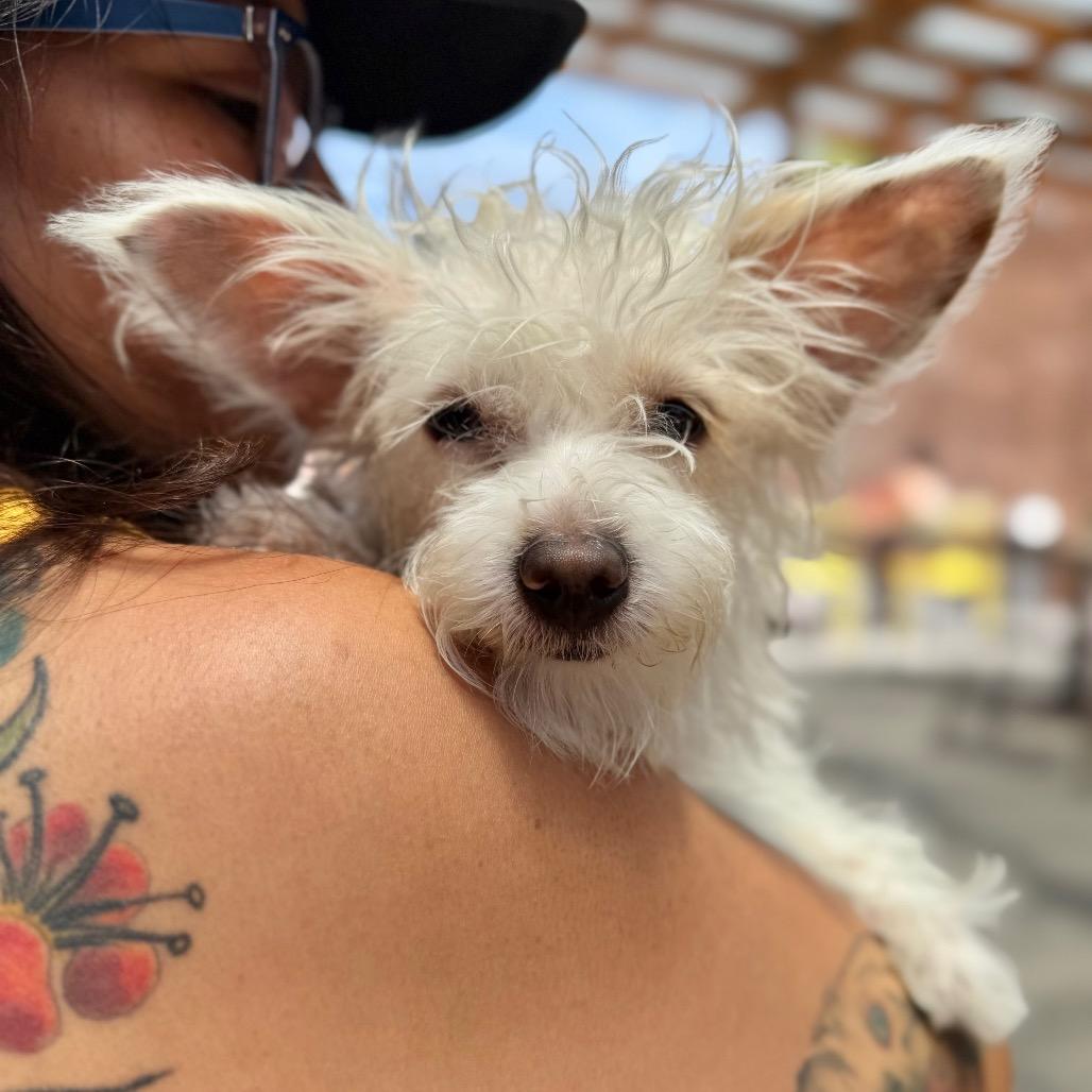 Enlarge Layup, a Adoptable mixed breed in Los Angeles, CA image 2/6
