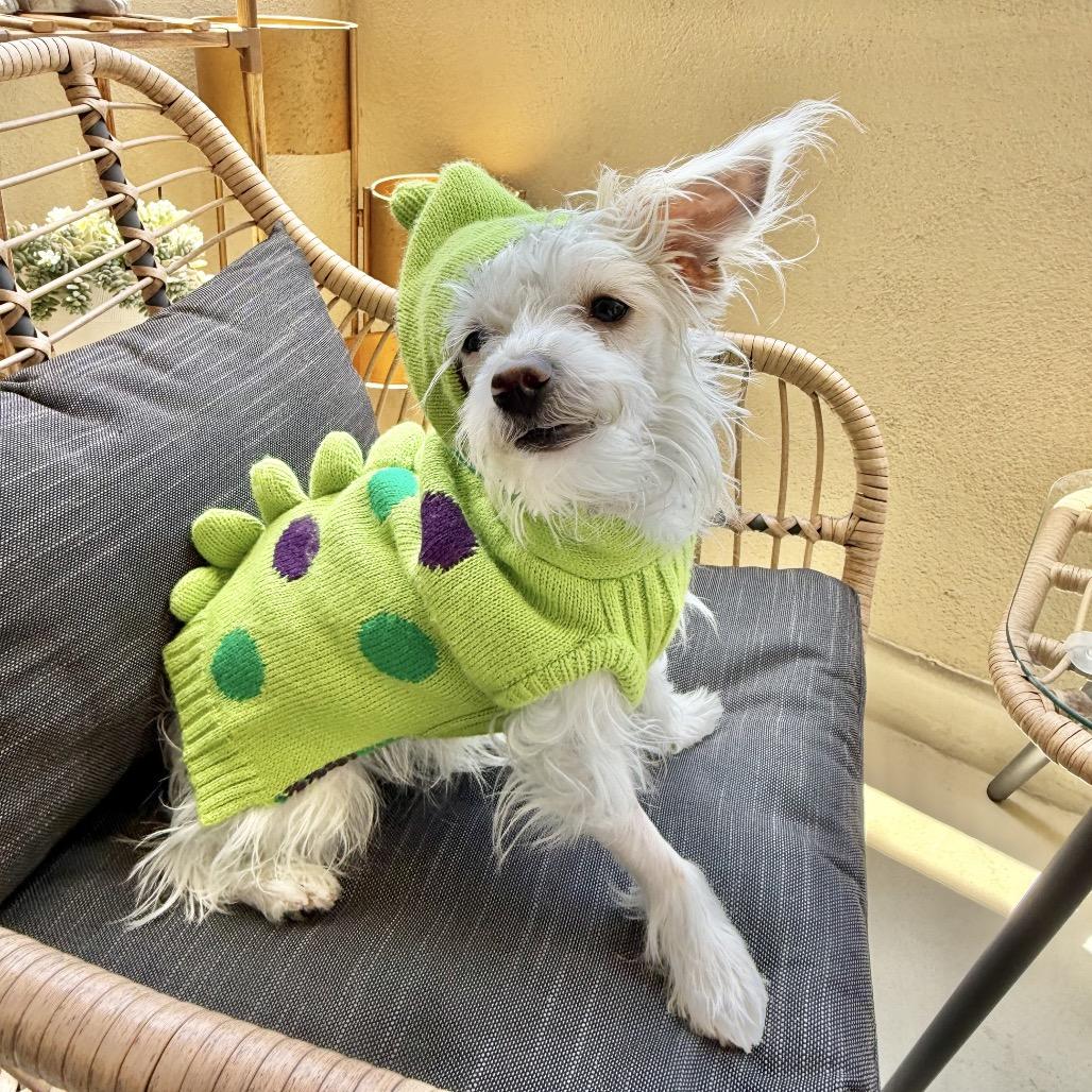 Layup, a Adoptable mixed breed in Los Angeles, CA image 5/6