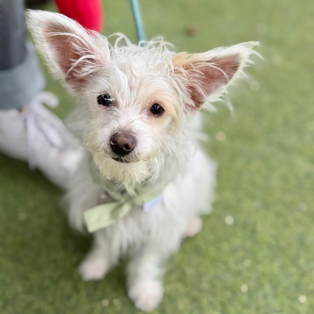 Layup, a Adoptable mixed breed in Los Angeles, CA image 6/6