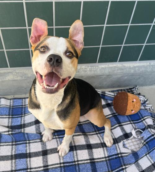 Enlarge Yoshi, a Adoptable Pit Bull Terrier in San Diego, CA image 1/1