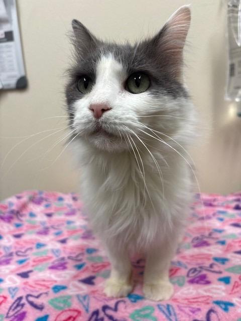 Yzma, Adoptable, Senior Female Domestic Long Hair.