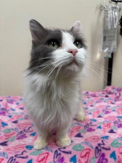 Enlarge Yzma, a Adoptable mixed breed in Ladysmith, WI image 2/4