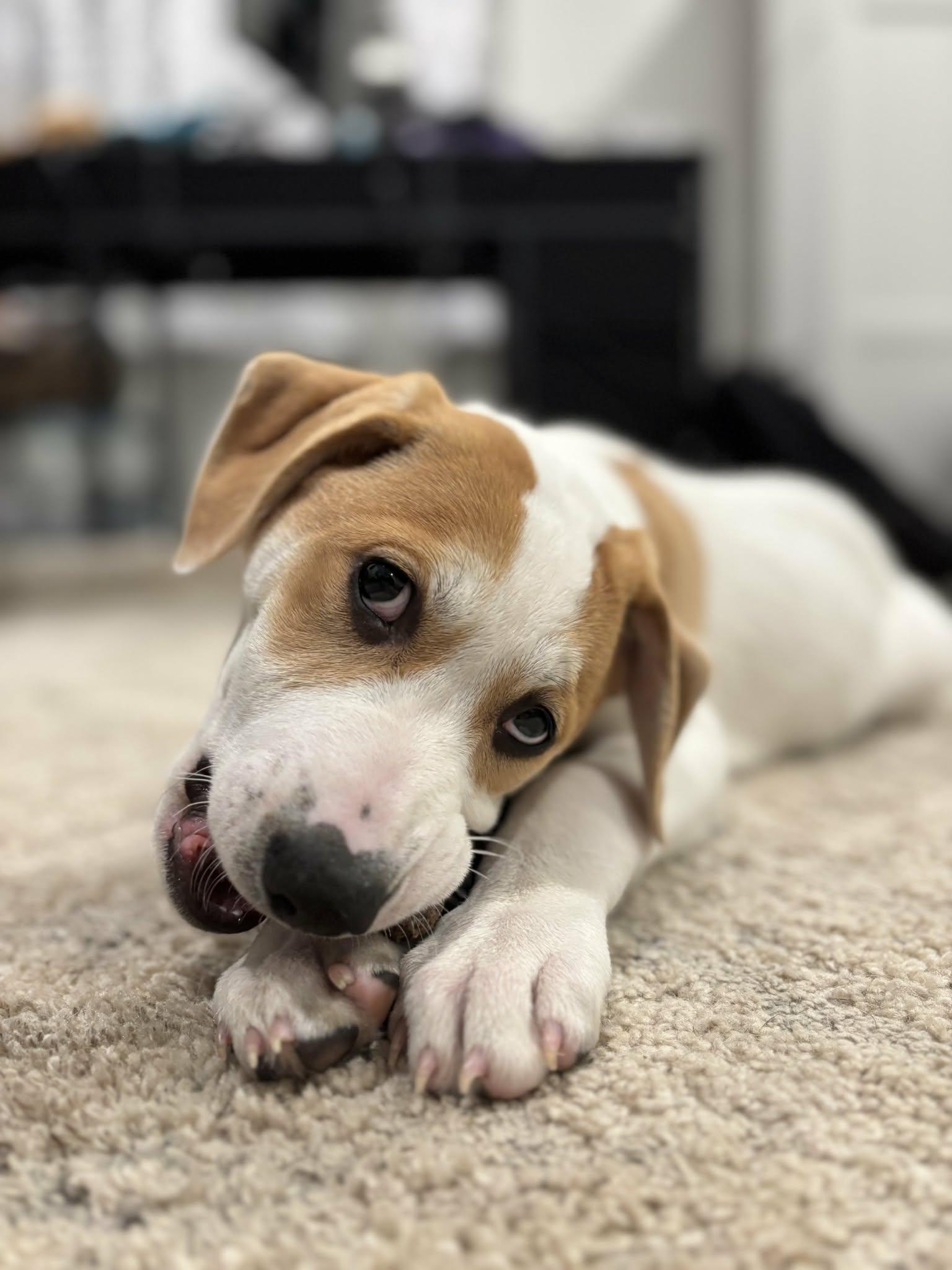 Enlarge Aries, a Adoptable mixed breed in West Warwick, RI image 3/5