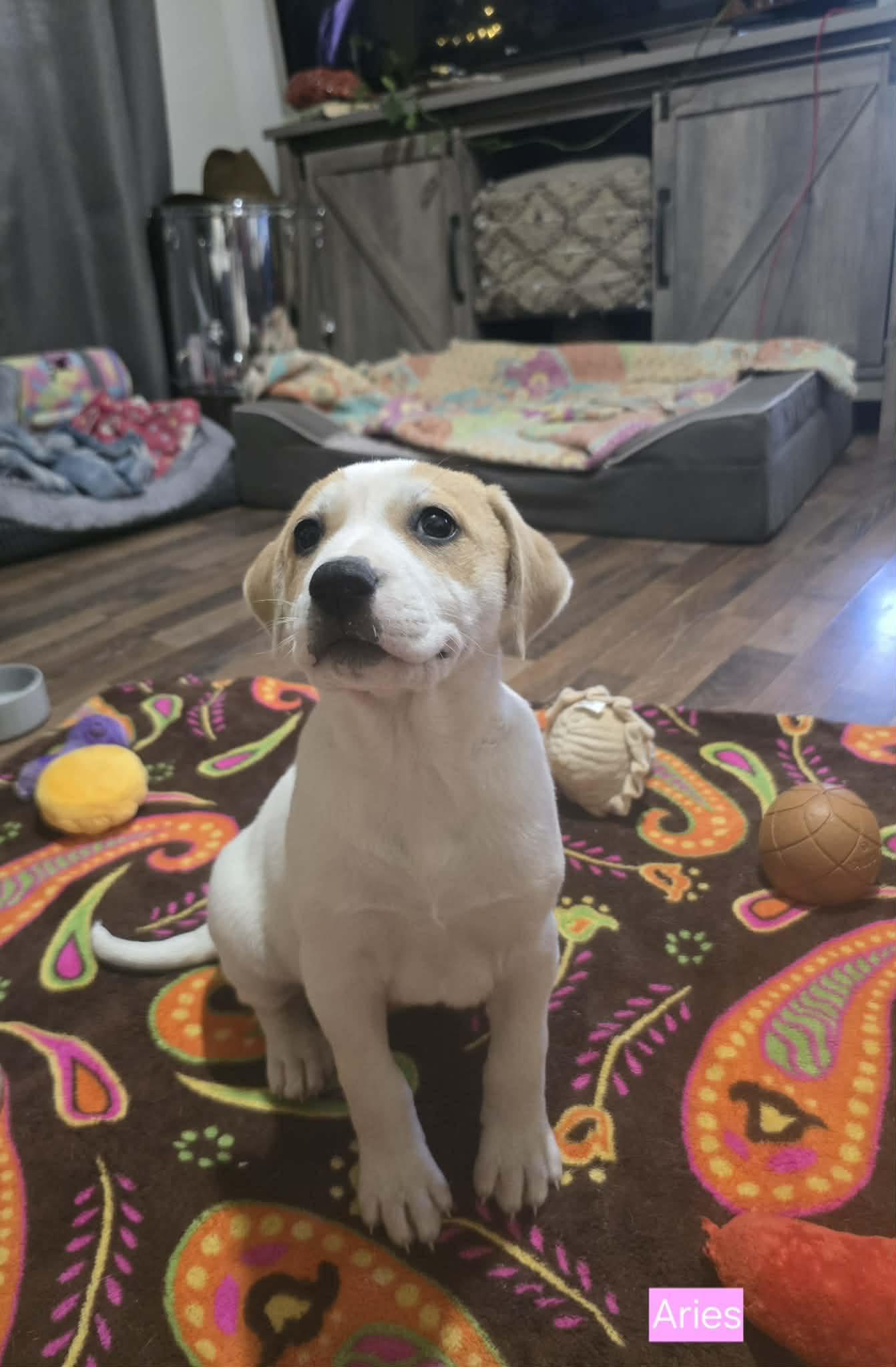 Aries, a Adoptable mixed breed in Chepachet, RI image 3/6