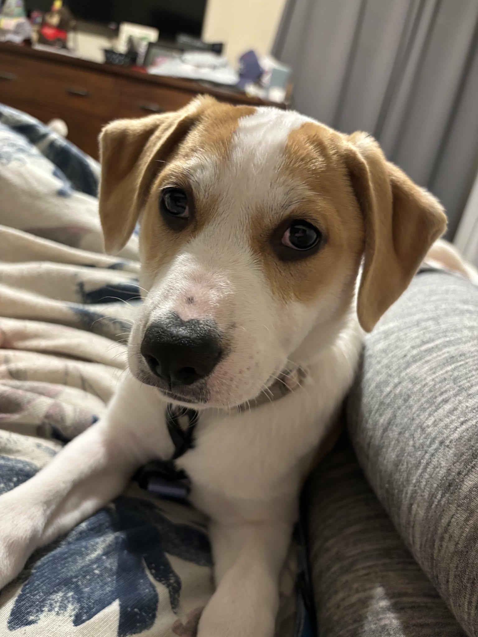 Enlarge Aries, a Adoptable mixed breed in West Warwick, RI image 4/5