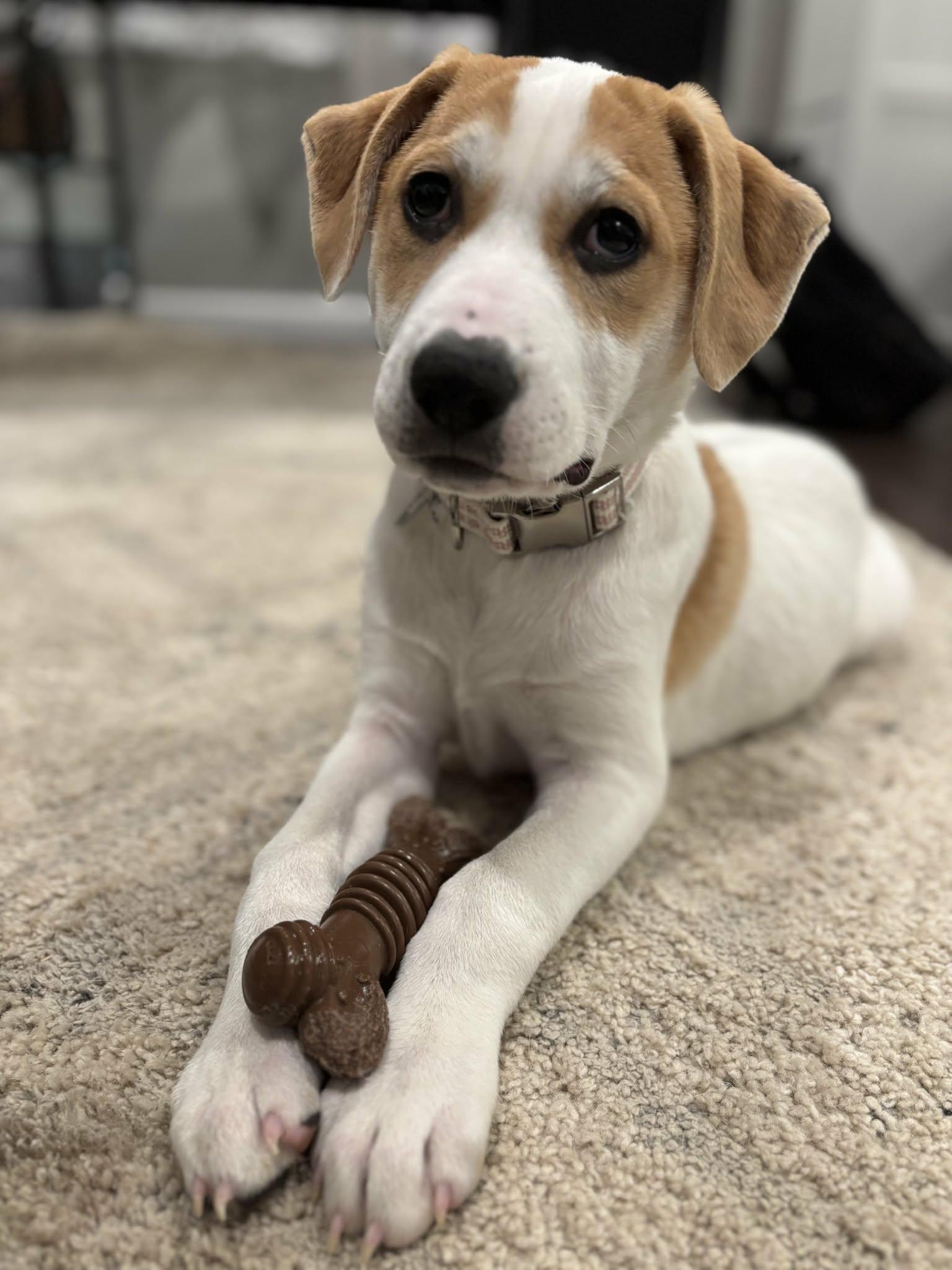 Aries, Adoptable, Puppy Female Labrador Retriever.