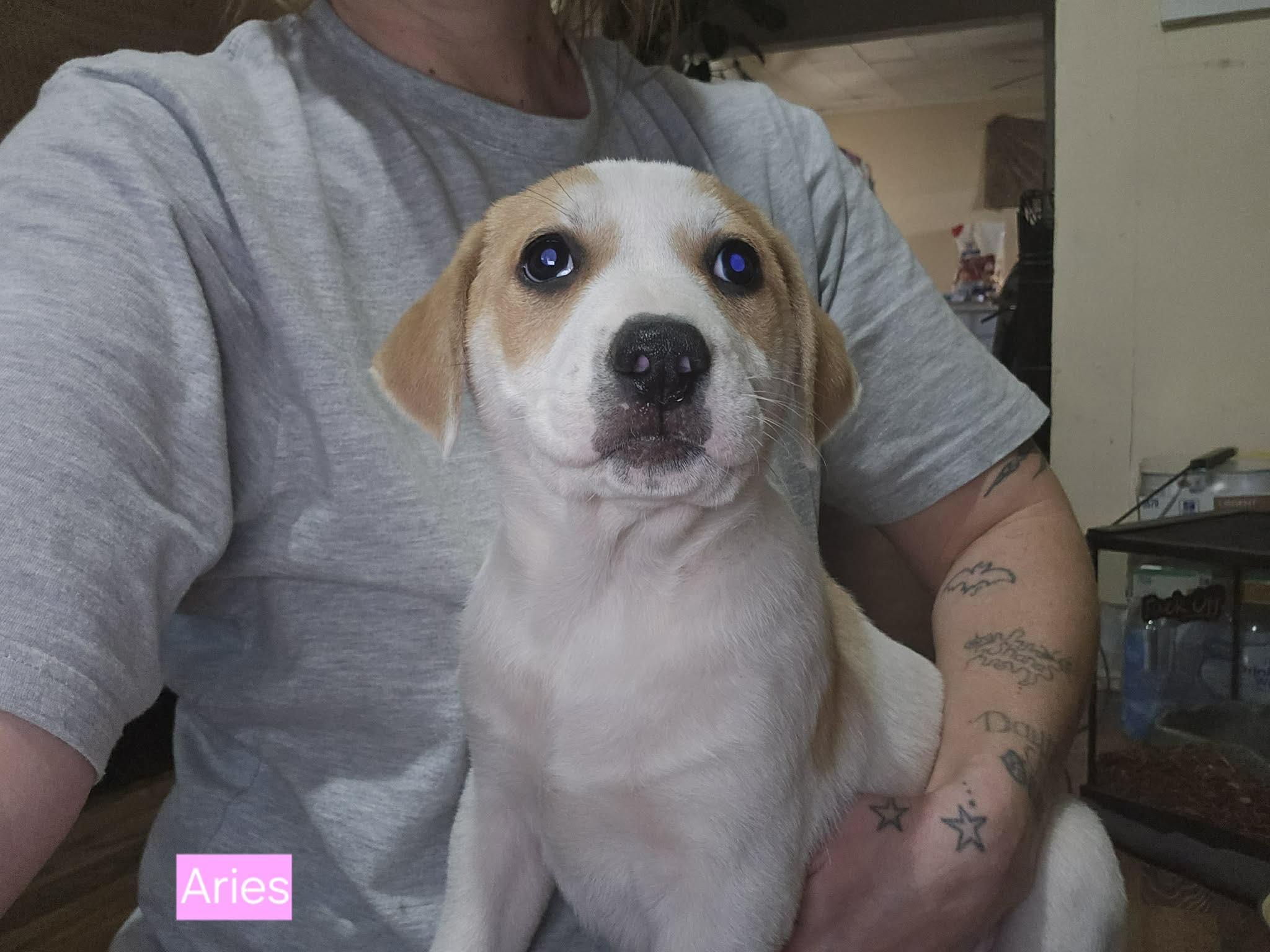 Aries, a Adoptable mixed breed in Chepachet, RI image 4/6