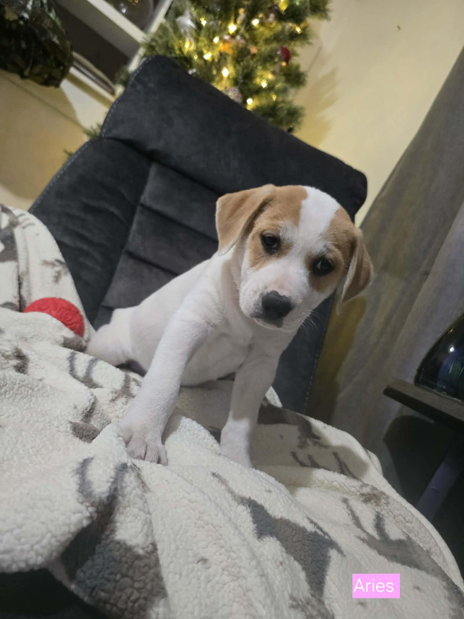 Aries, a Adoptable mixed breed in Chepachet, RI image 6/6