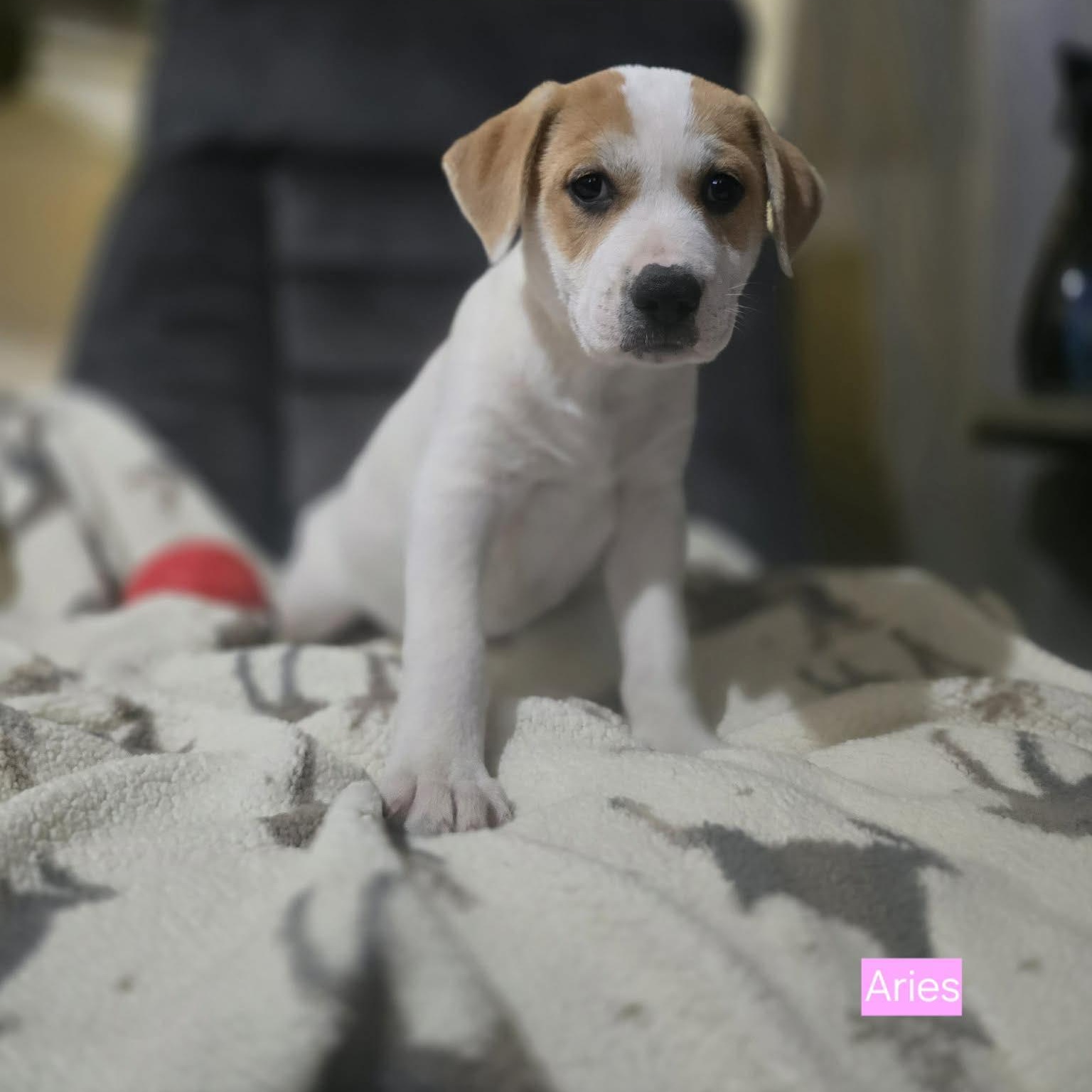 Aries, a Adoptable mixed breed in Chepachet, RI image 2/6