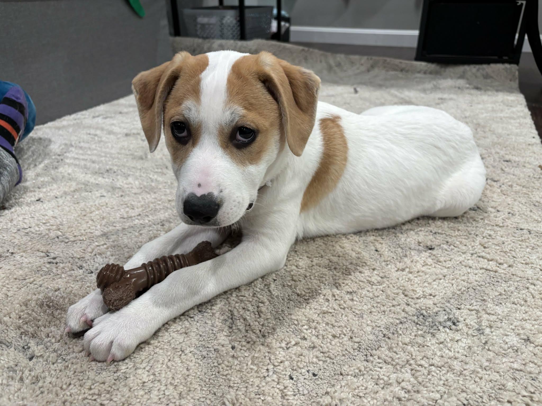 Enlarge Aries, a Adoptable mixed breed in West Warwick, RI image 5/5