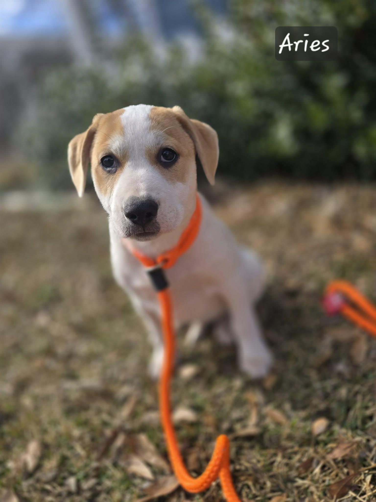 Aries, a Adoptable mixed breed in Chepachet, RI image 1/6