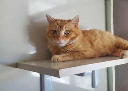 Thomas, ADOPTABLE, Young Male Domestic Short Hair.