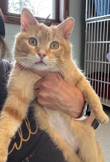 Thomas, a ADOPTABLE Domestic Short Hair in Hutchinson, MN image 2/4